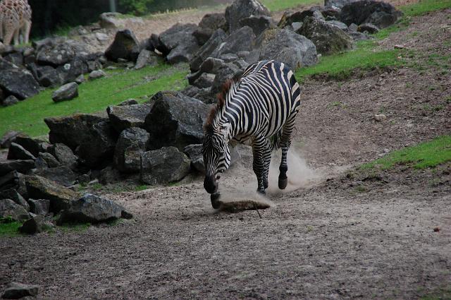 dierentuin emmen_1250